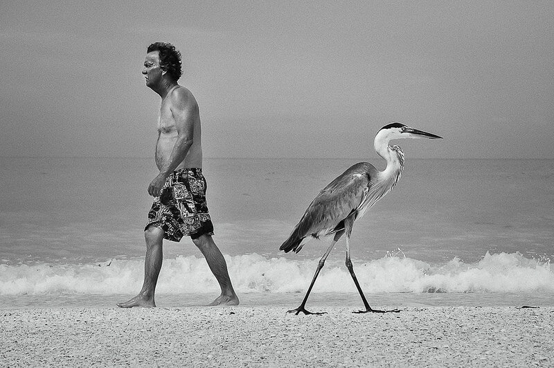 man walking by stork