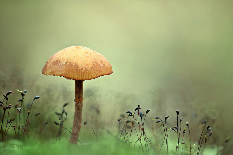 mushroom Galerina marginata