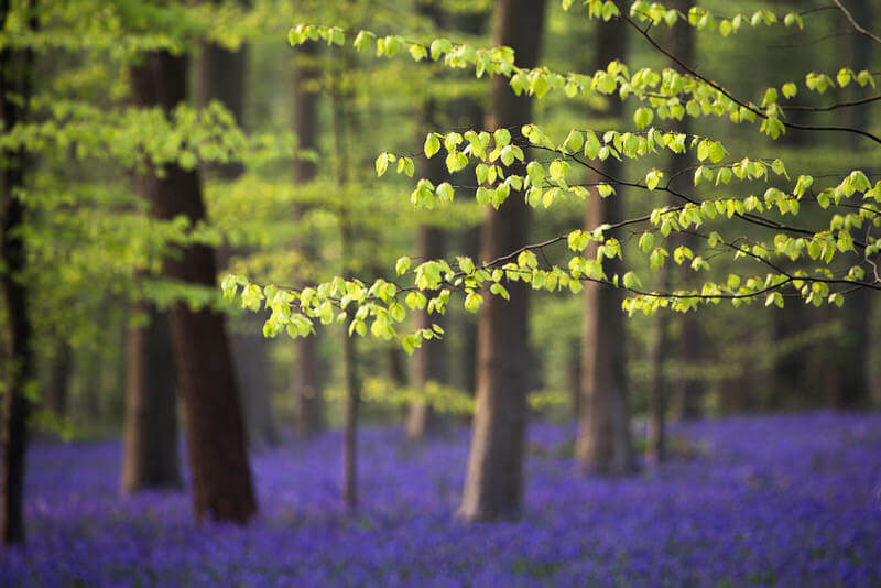 trees depth of field