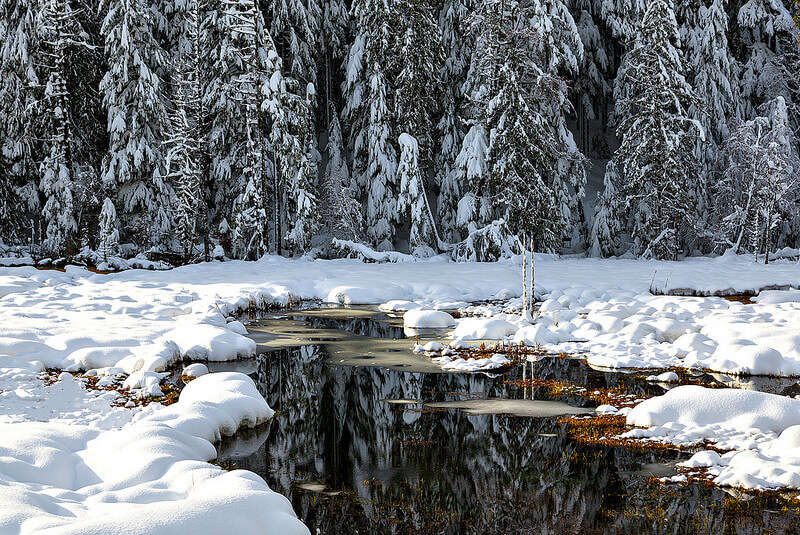 Winter Wonderland Longmire, Mt Rainier NP, WA