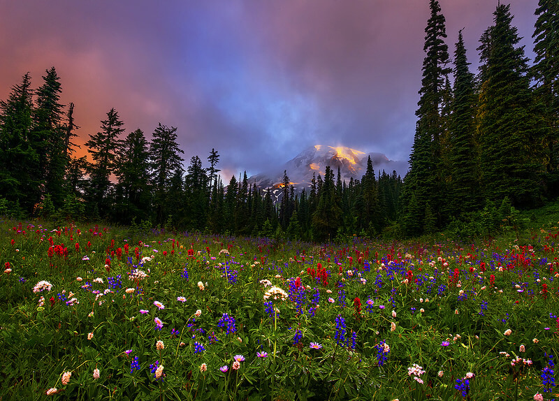 Mt Rainier Flowers