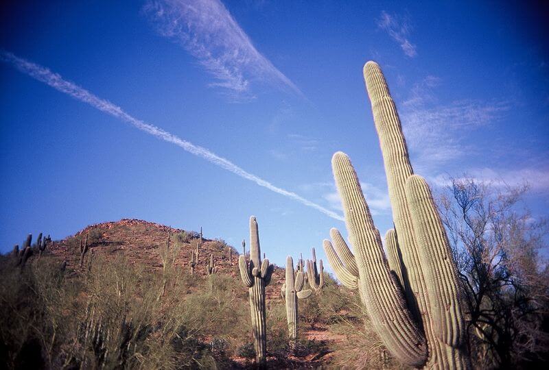 Kevin Dooley - Saguaro