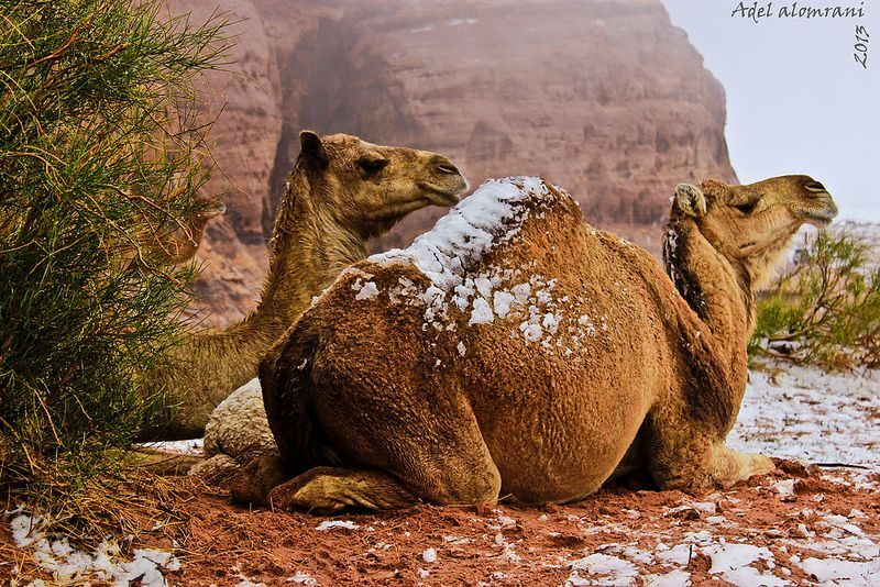 camels with snow