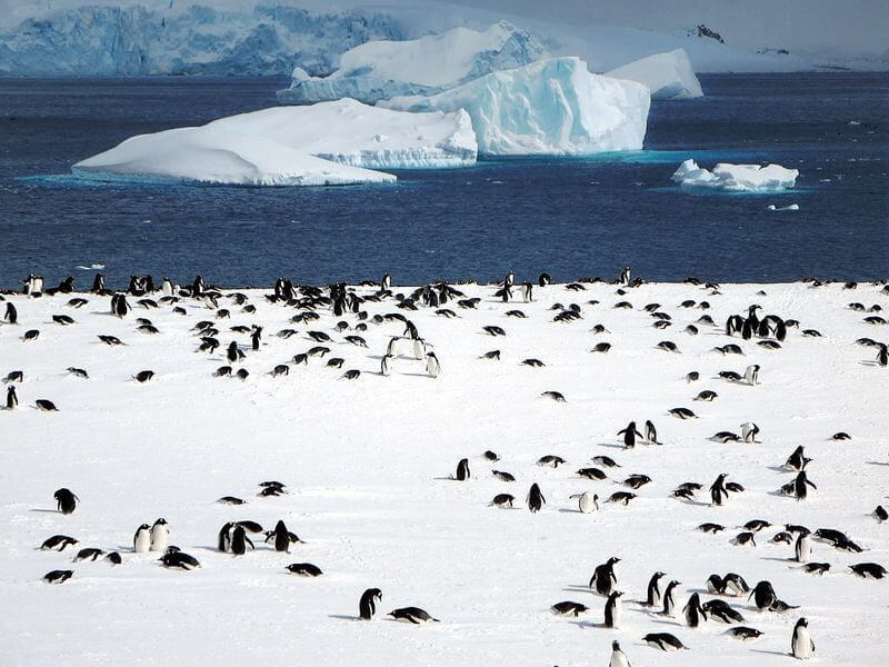 David Stanley - Gentoo Penguin Colony