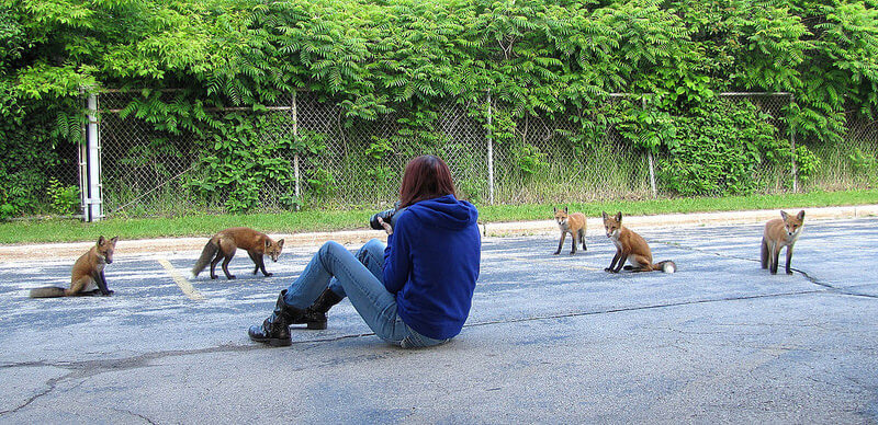 foxes surrounding photographer