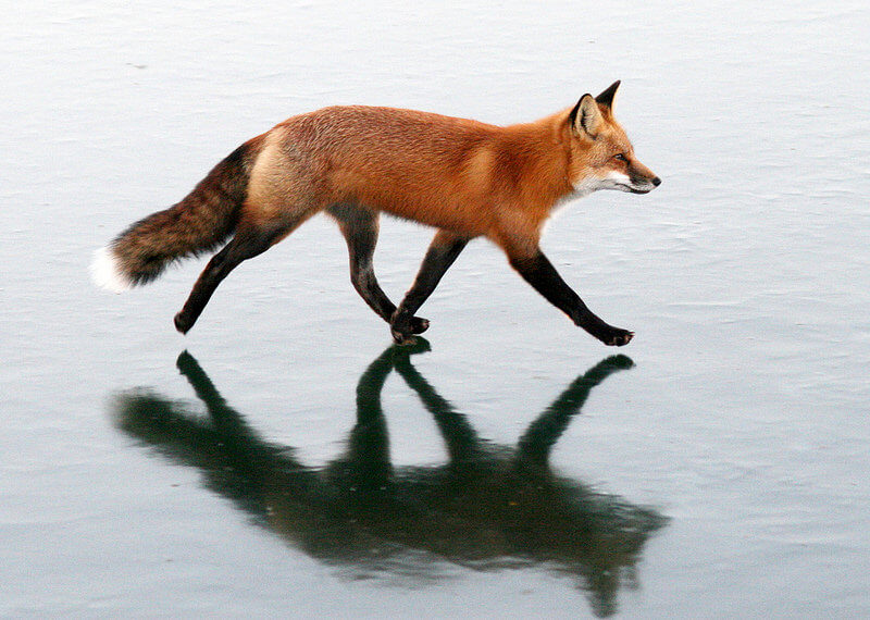 fox Walking On Thin Ice