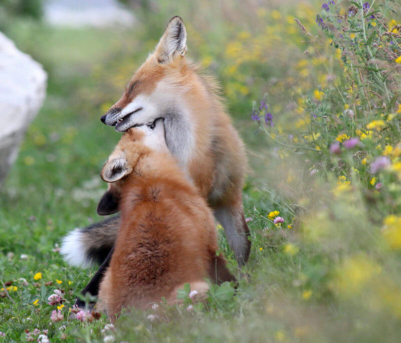 Fox Love