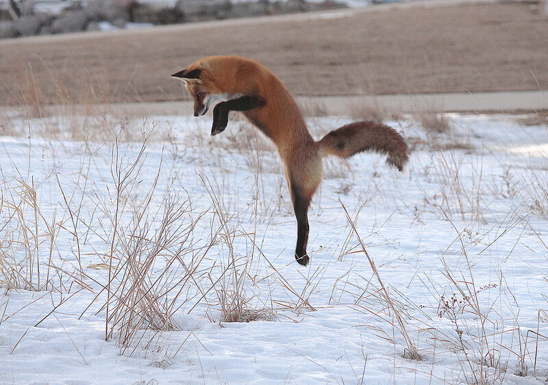 fox hunting in snow