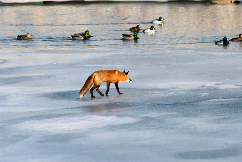 fox hunting ducks