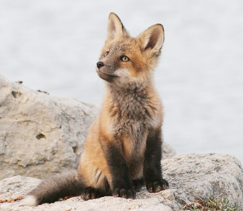 fox kit