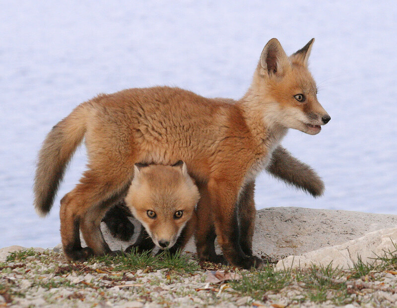 fox kits