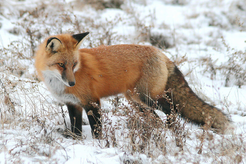 red fox in the snow