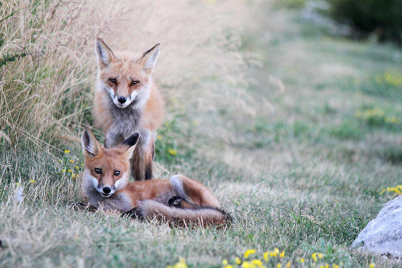 Mother Fox