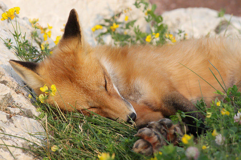 sleeping red fox kit