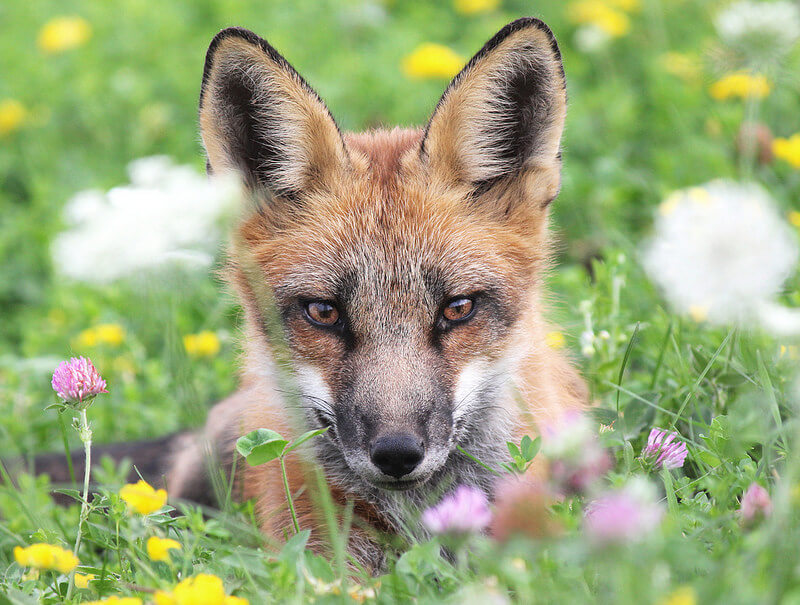 red fox in grass