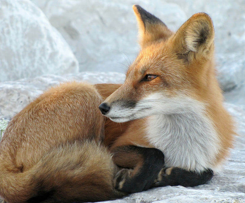 fox laying down