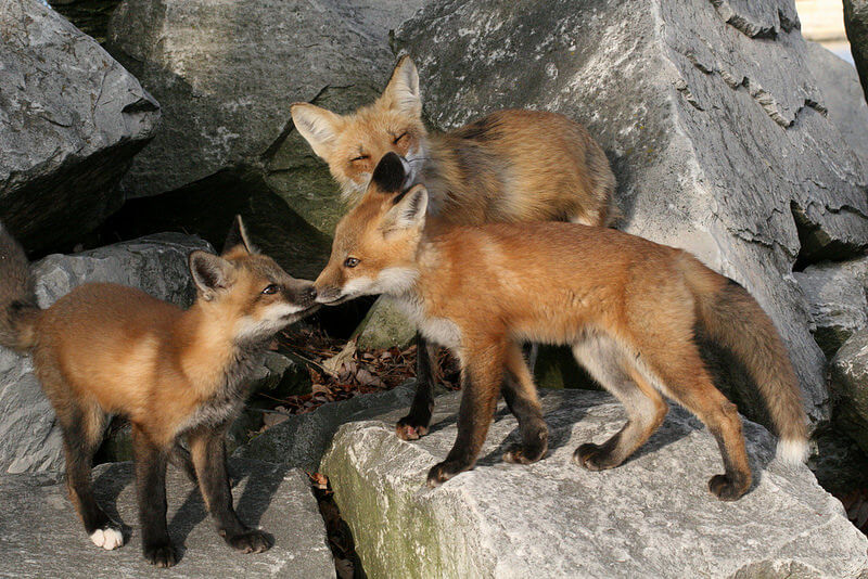 Fox Family