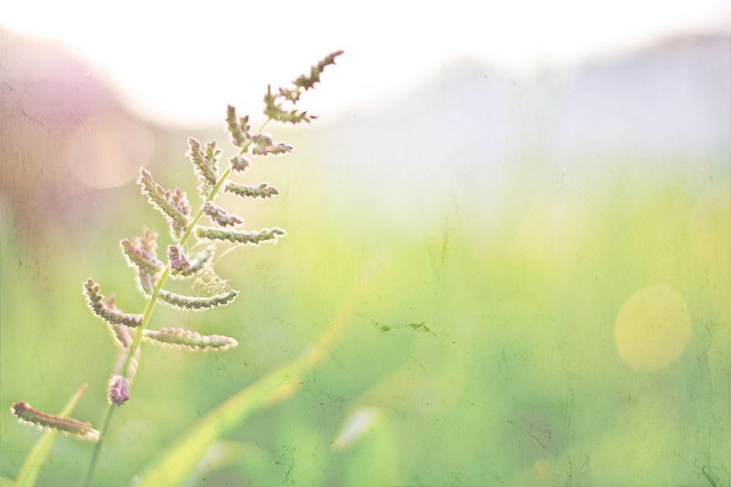 bokeh flowers