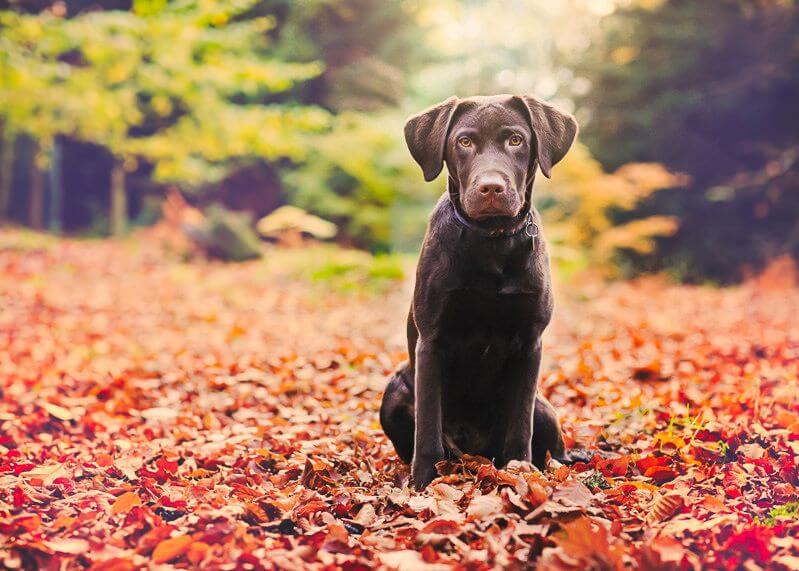 dog portrait