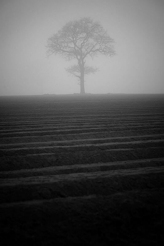 James Drury tree black and white