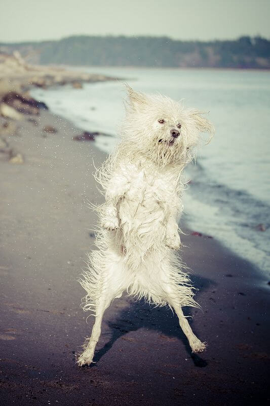 Sarah Bourque - Goofy dog at the beach