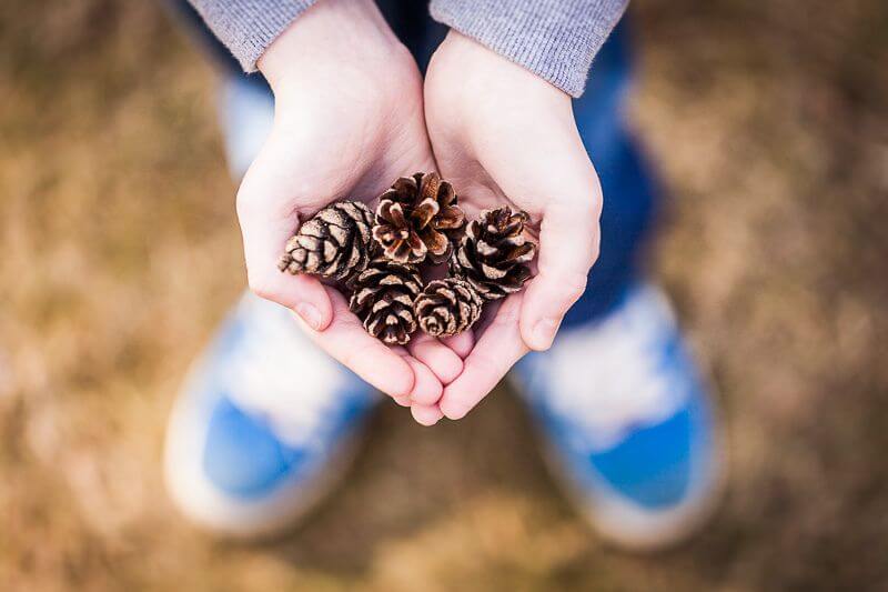 Greig Reid - Pine Tree Cones