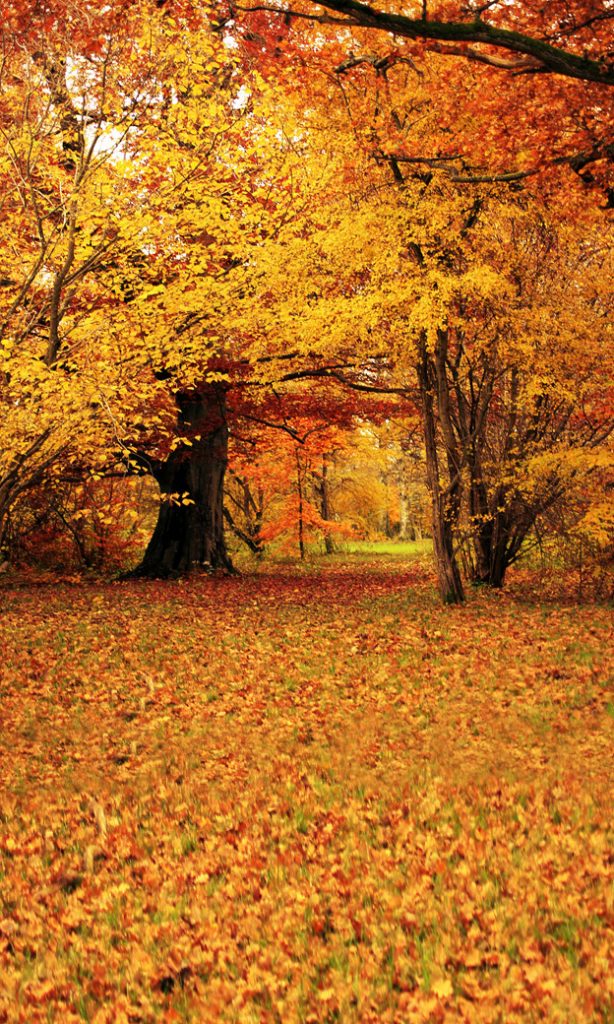 autumn trees backdrop