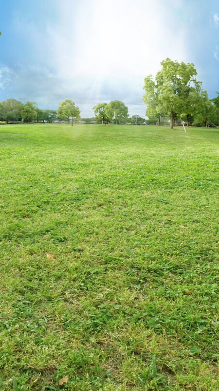 park field backdrop