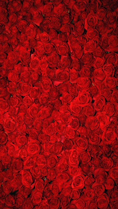 roses backdrop