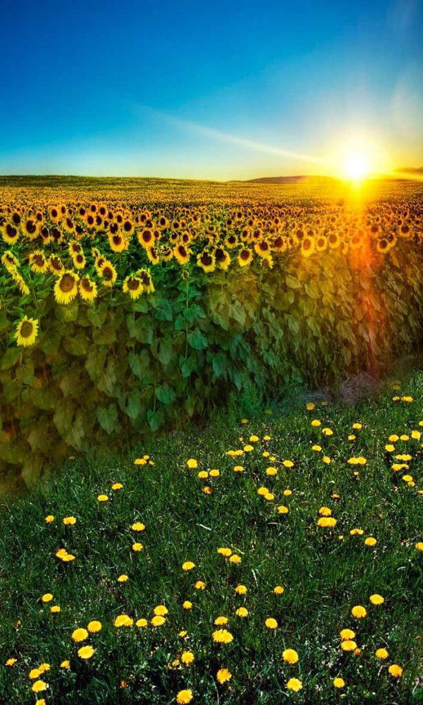 sunflower fields