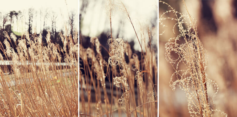 Emily Carlin - Sunny Triptych