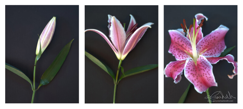 Garry Smith - Lily Triptych