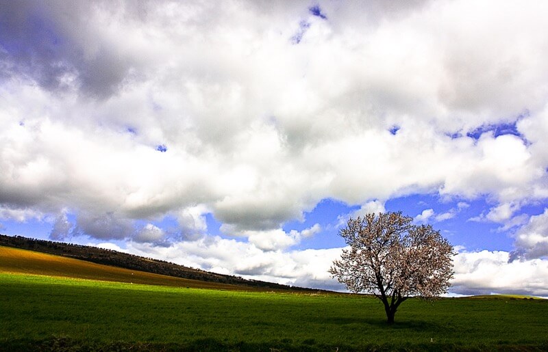 noureddine zekri - tree and clouds