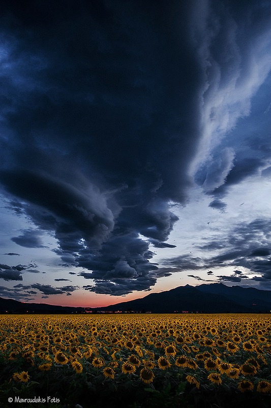 Fotis Mavroudakis - Field of sunflowers