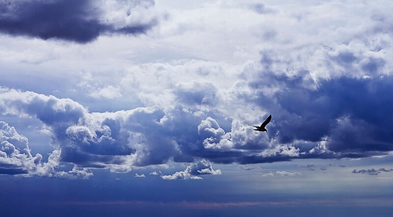 Greg David bird clouds