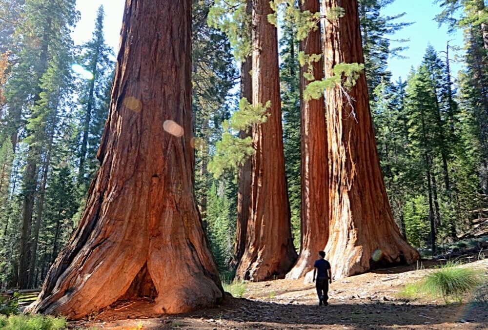 Justin Vidamo - In the Land of the Giants, Giant Sequoias of the Yosemite National Park