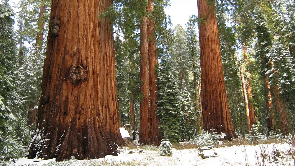 Col Ford and Natasha de Vere - Redwood wonderland