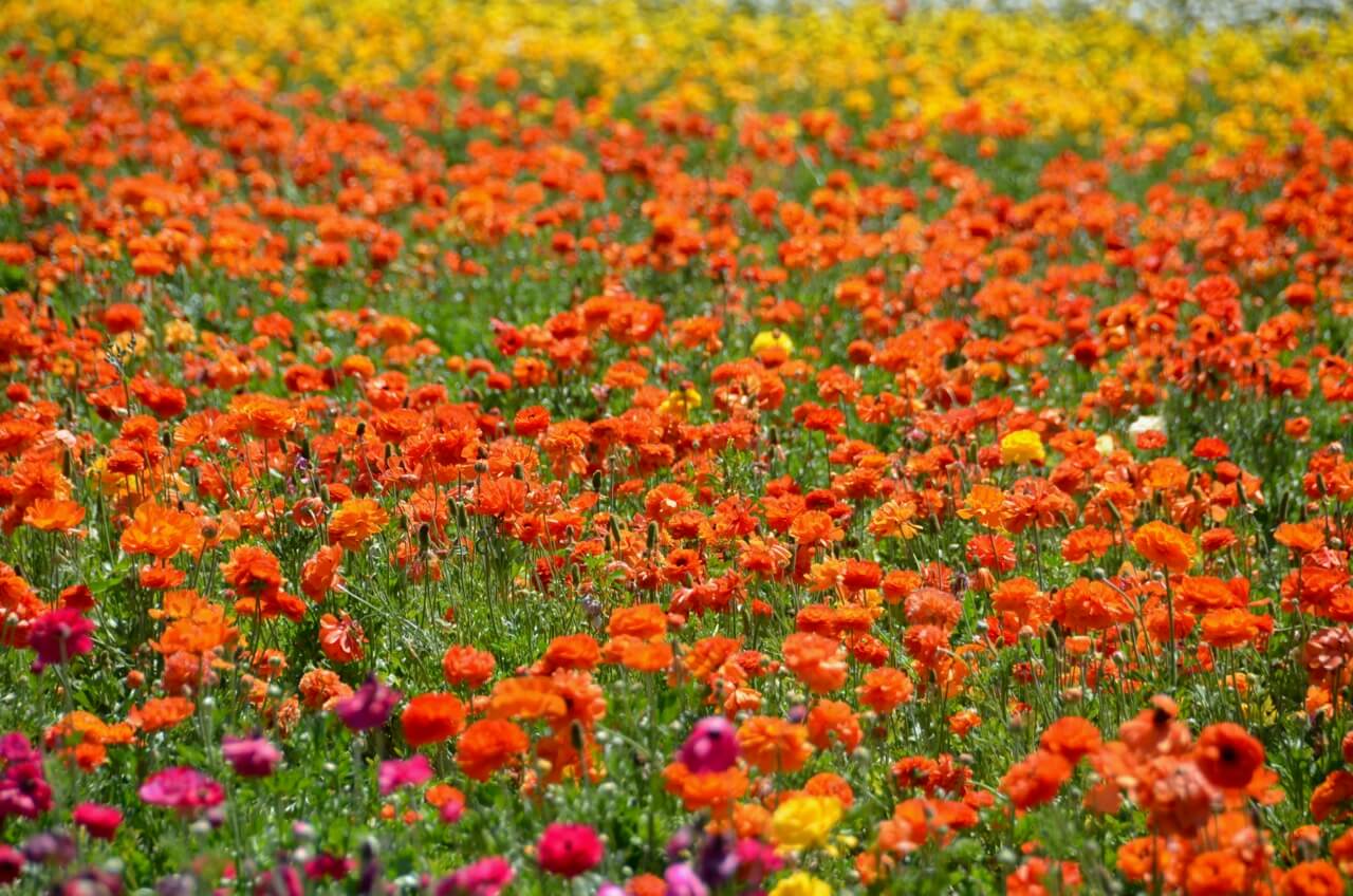 Rob Bertholf - The Flower Fields, Carlsbad, CA