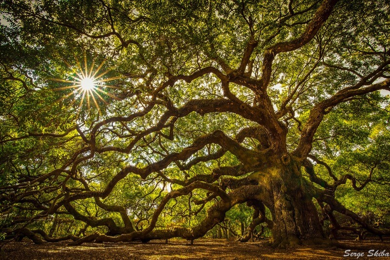 Serge Skiba - Angel Oak Tree