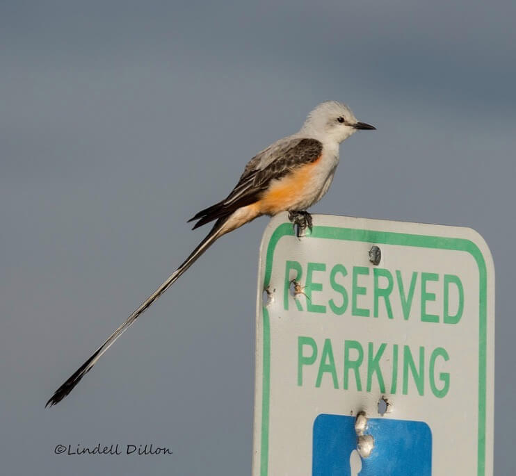 Lindell Dillon - Scissor-tailed flycatcher