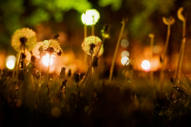 maria izaurralde - dandelions of the urban jungle