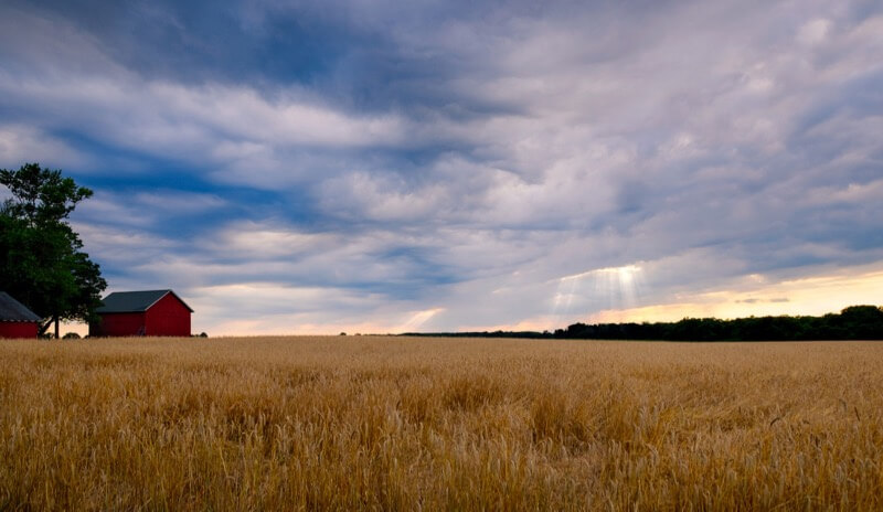 Andy Farmer - Farm Scene