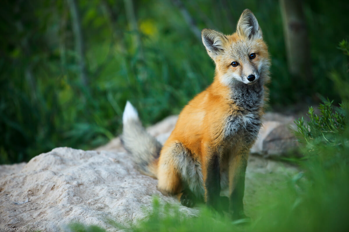 wild red fox - winter park, colorado