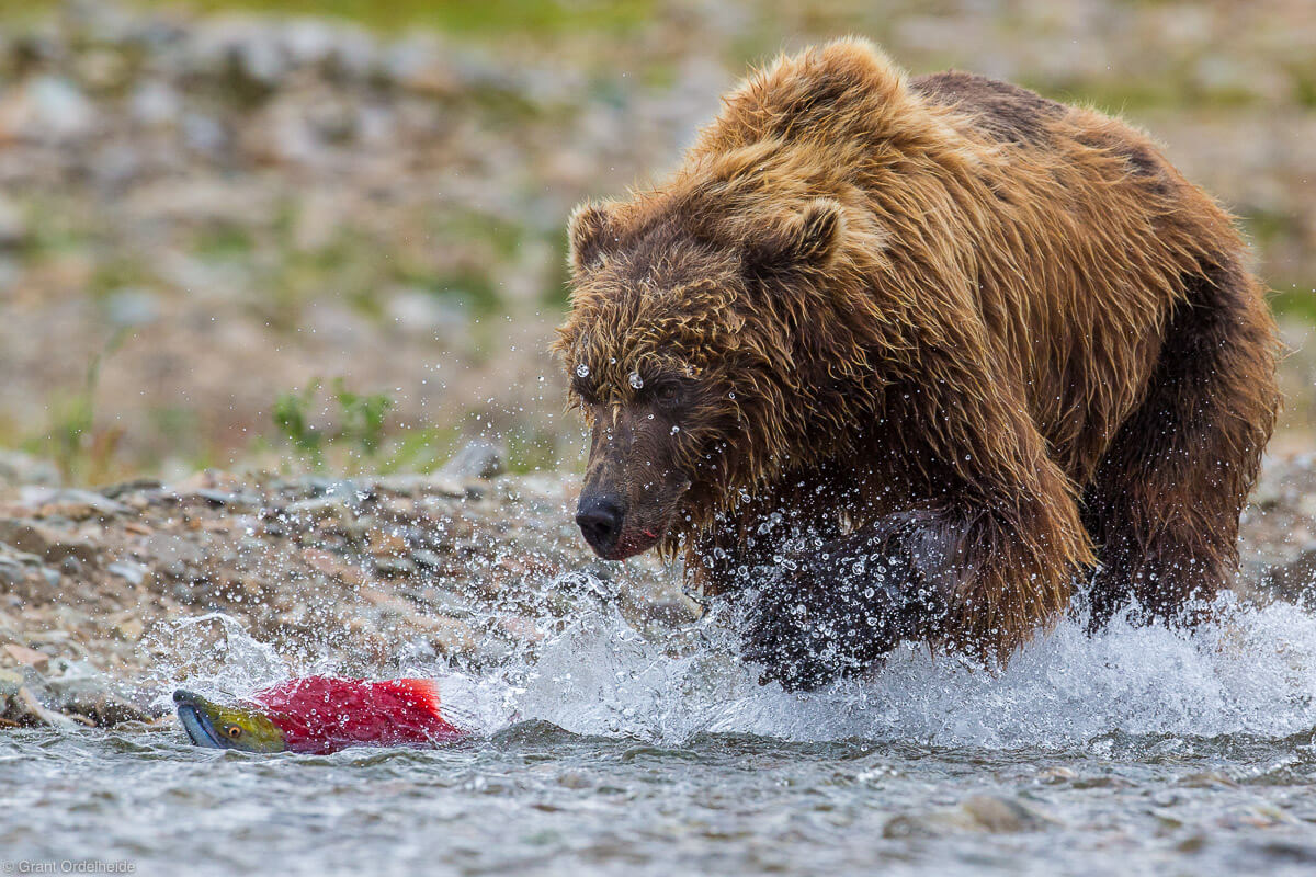 brown bear