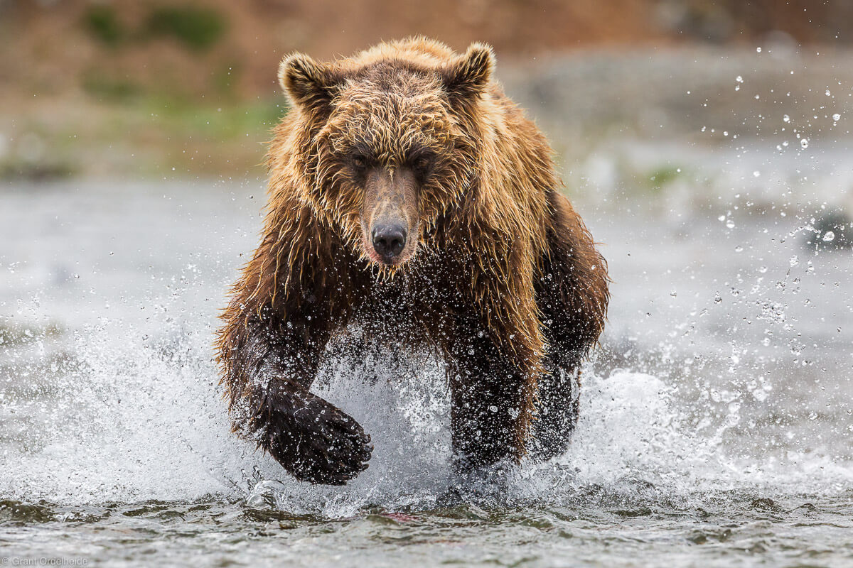 brown bear chasing salmon