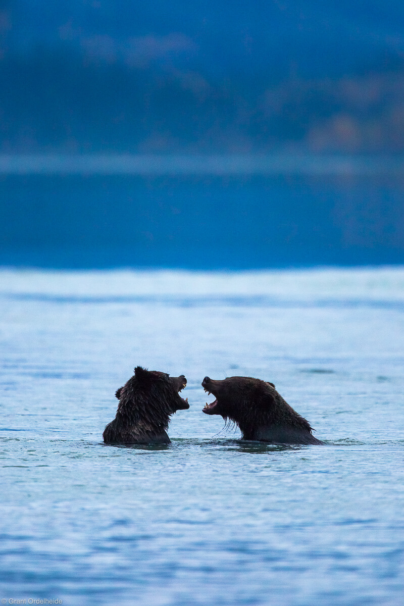 young grizzly bears - haines, alaska