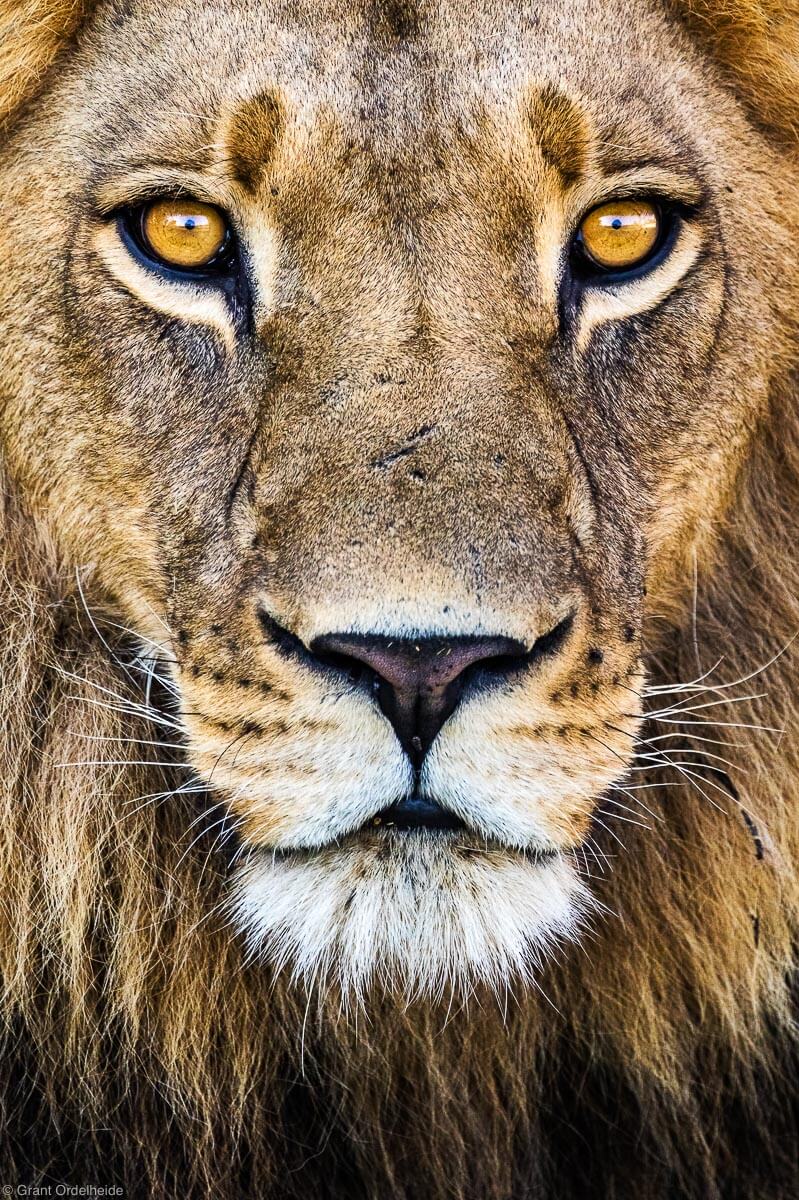 Botswana wild lion