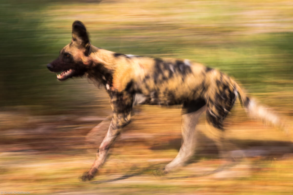 african wild dog blur