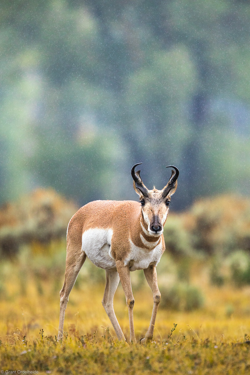 pronghorn