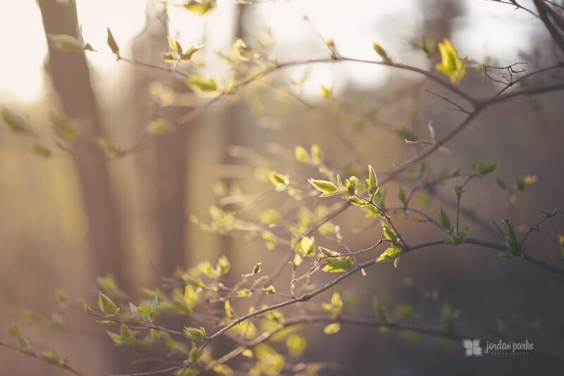 golden hour branches